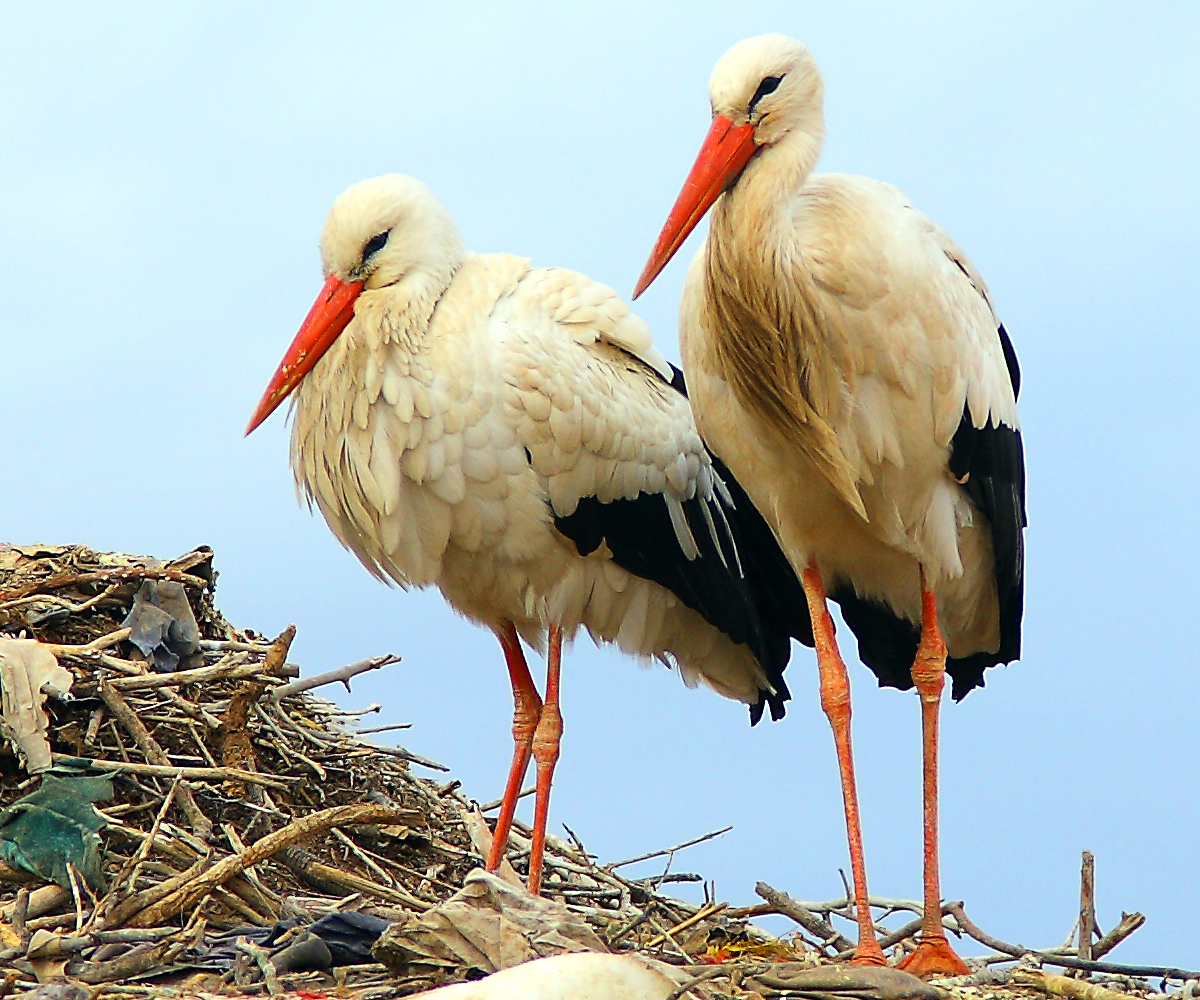 Storks at Badi