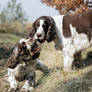 Jasper and Max on the Ball 1