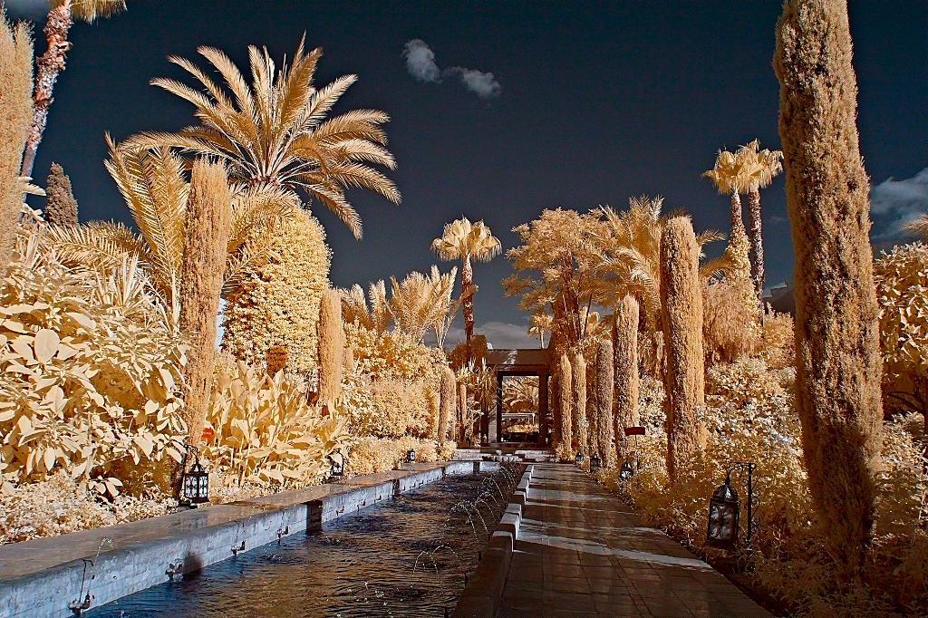 IR Morocco Trees 2