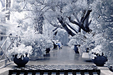 IR Morocco Majorelle Garden by Okavanga