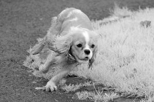 IR Bramhall Autumn Dog