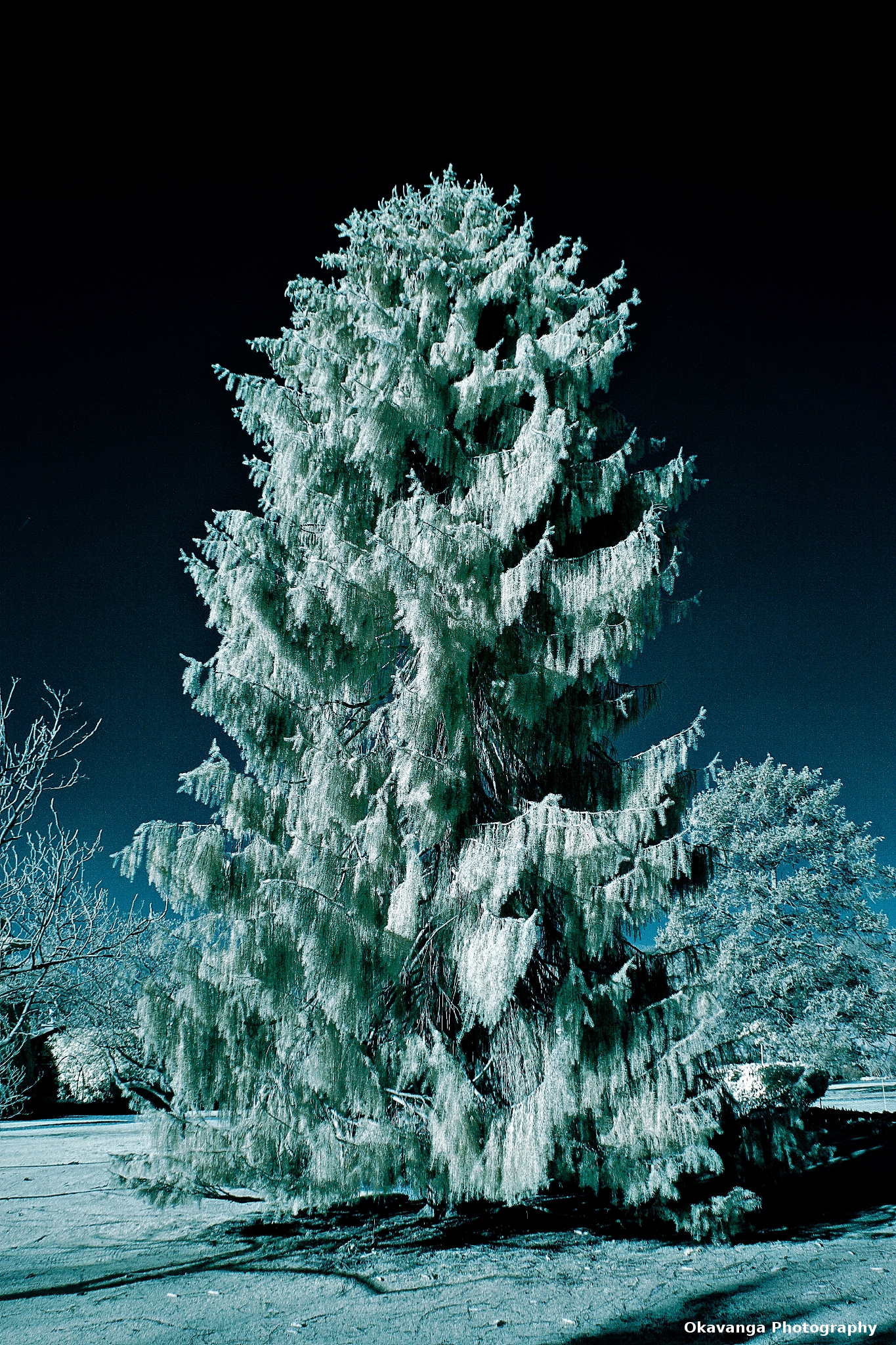 IR Tatton Park 3