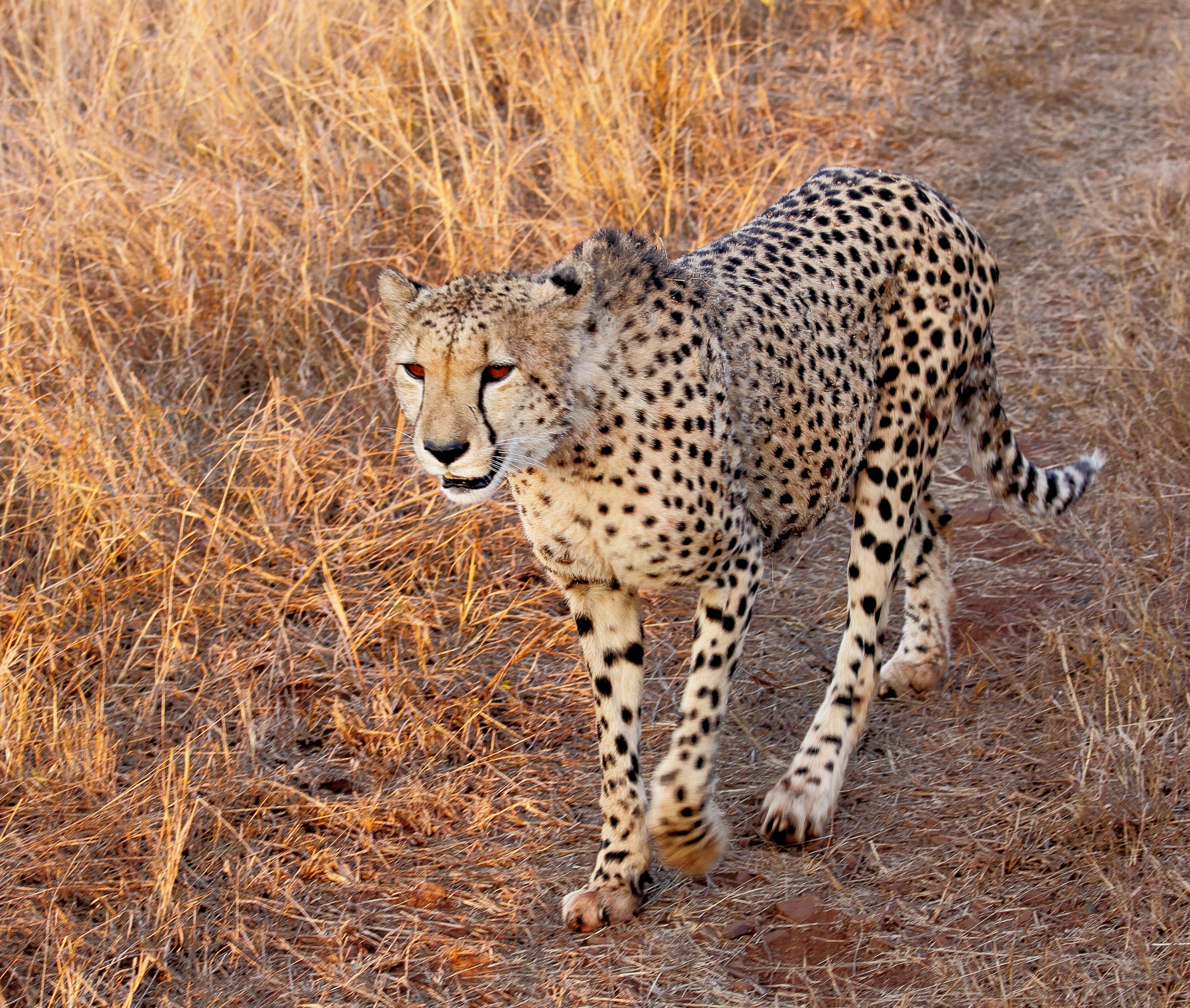 SA Animals - Cheetah 3