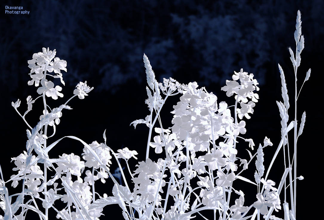 IR Sunset - River Bank Display by Okavanga