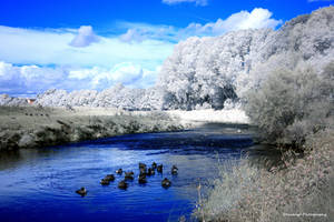 Mersey Meander IR_Vis 4 Geese