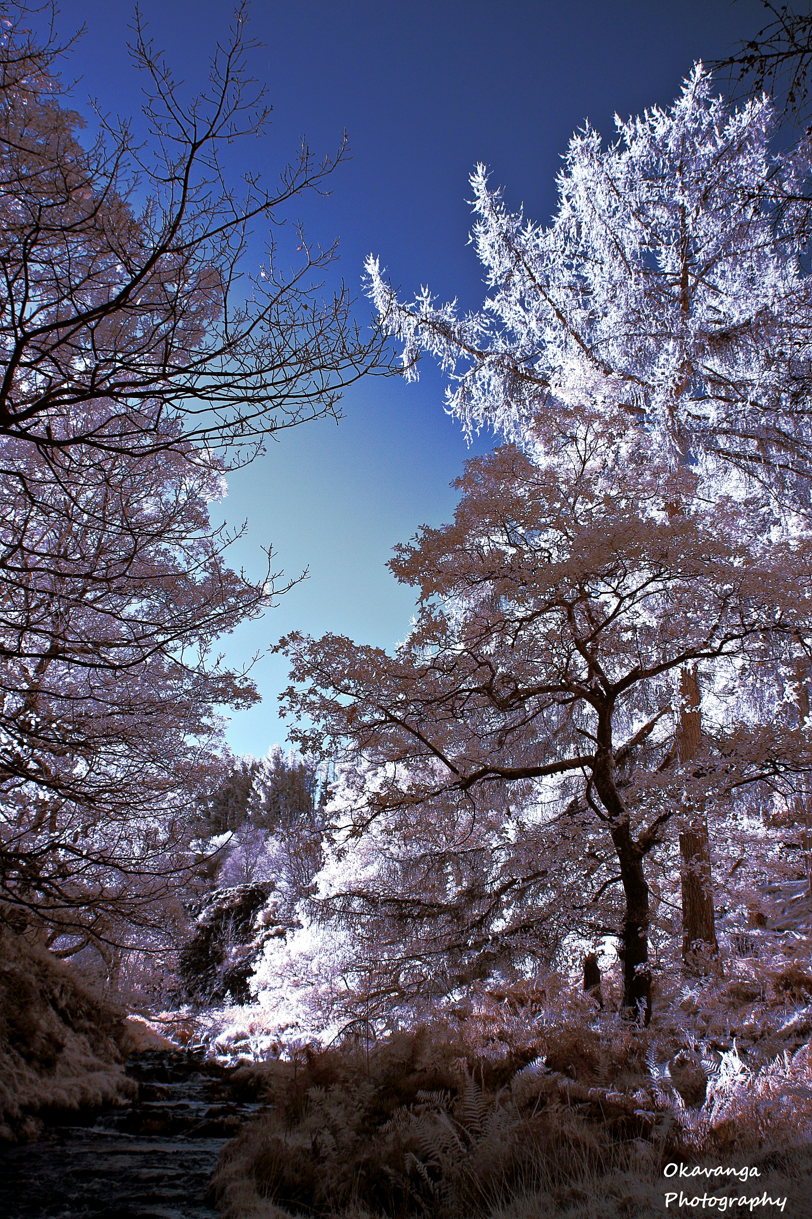 Infrared Goyt Valley Trees