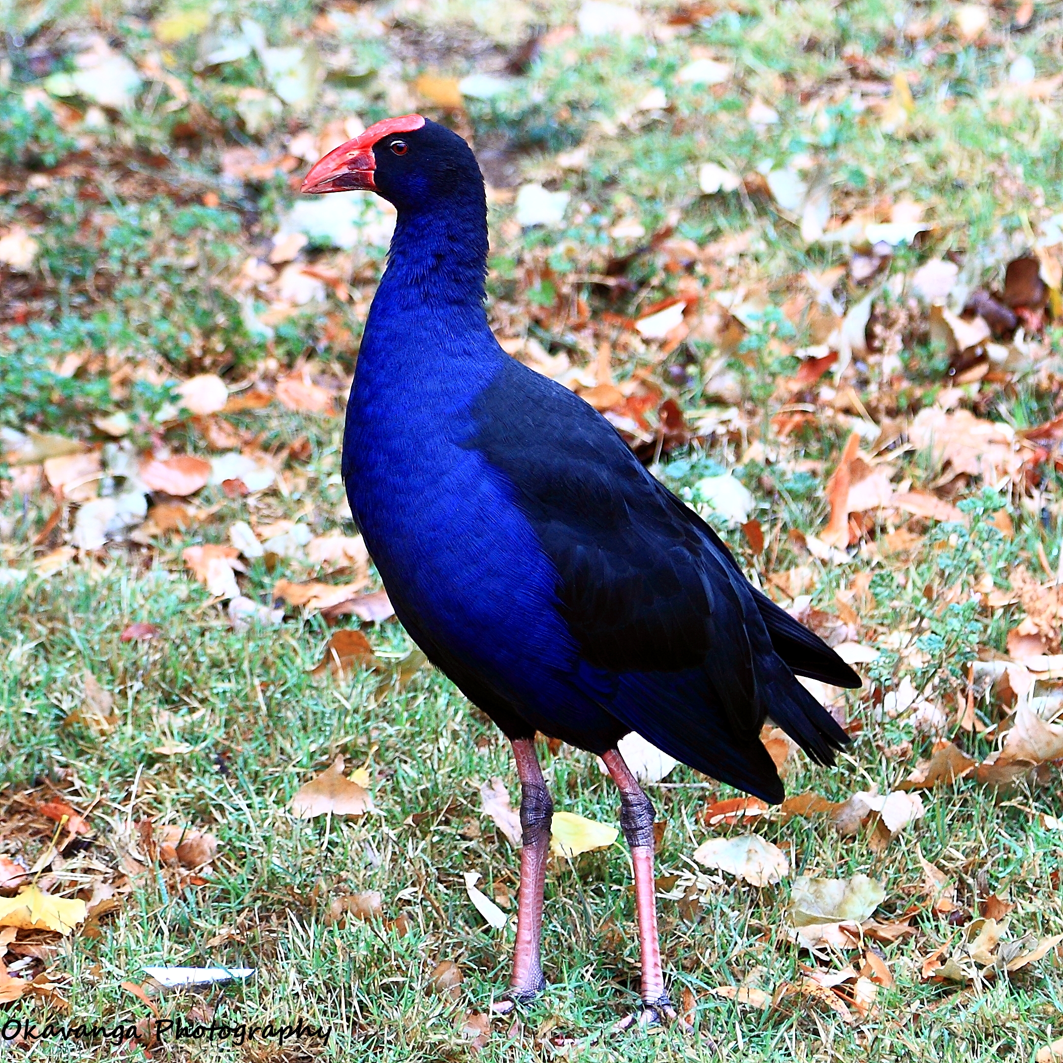 Purple Swamphen