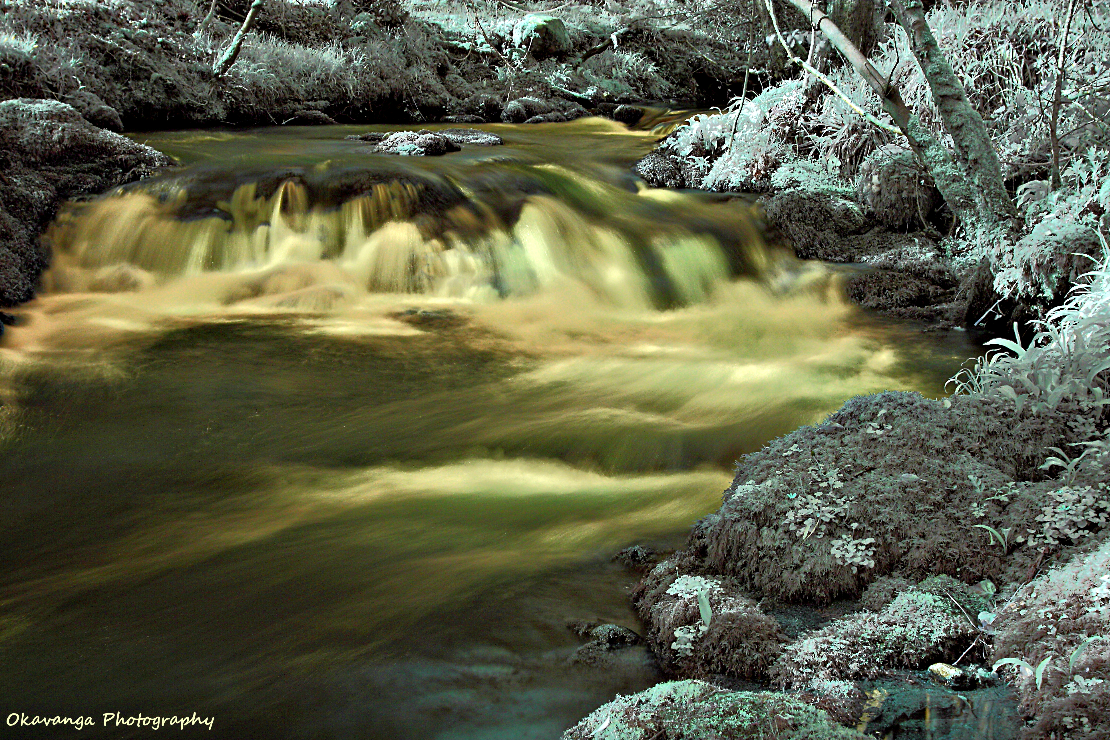 Surreal Water and Woodland 4