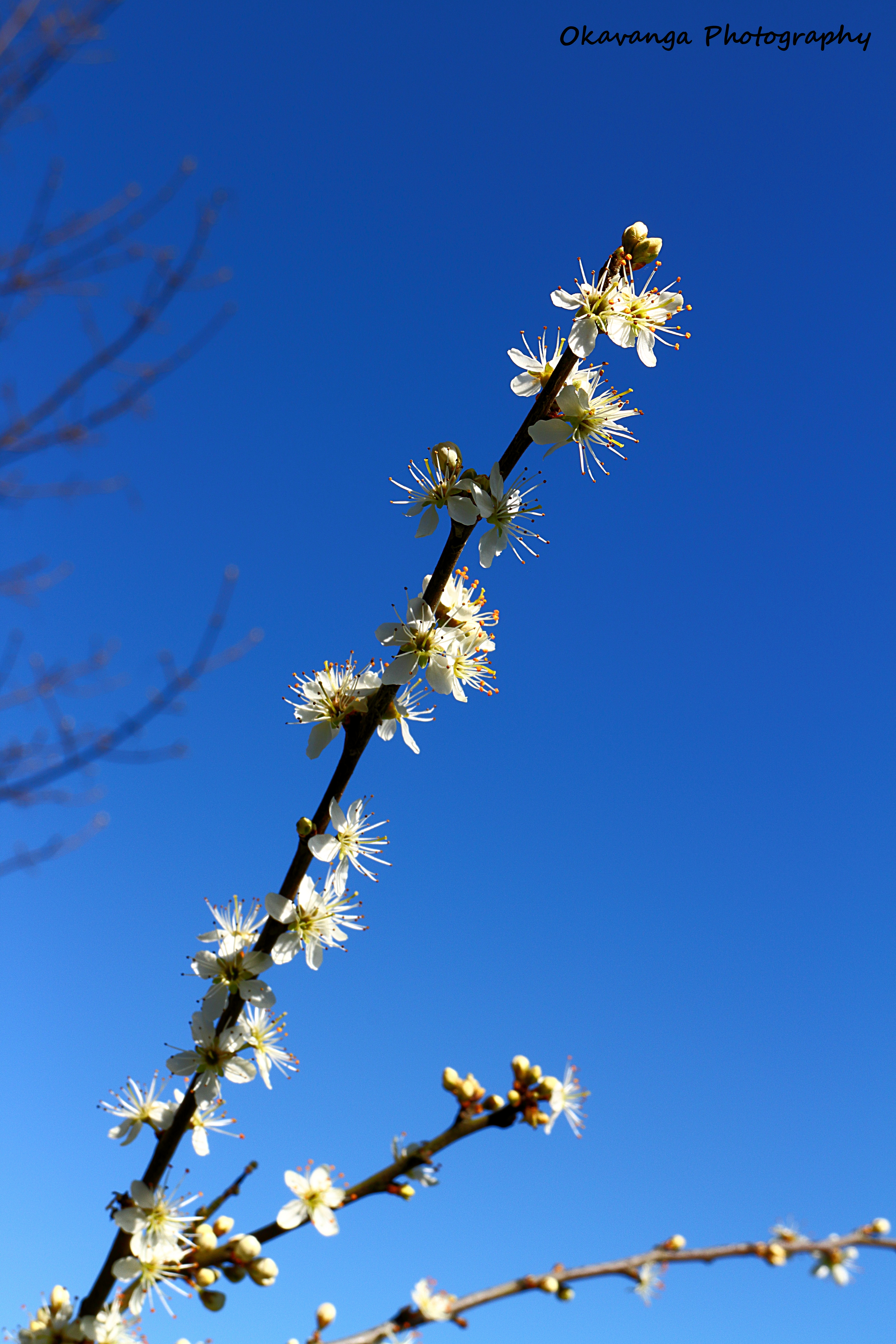 Lincluden - Blackthorn Blossom