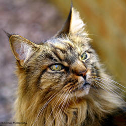 The Cat as a Philosopher - Philosopher King