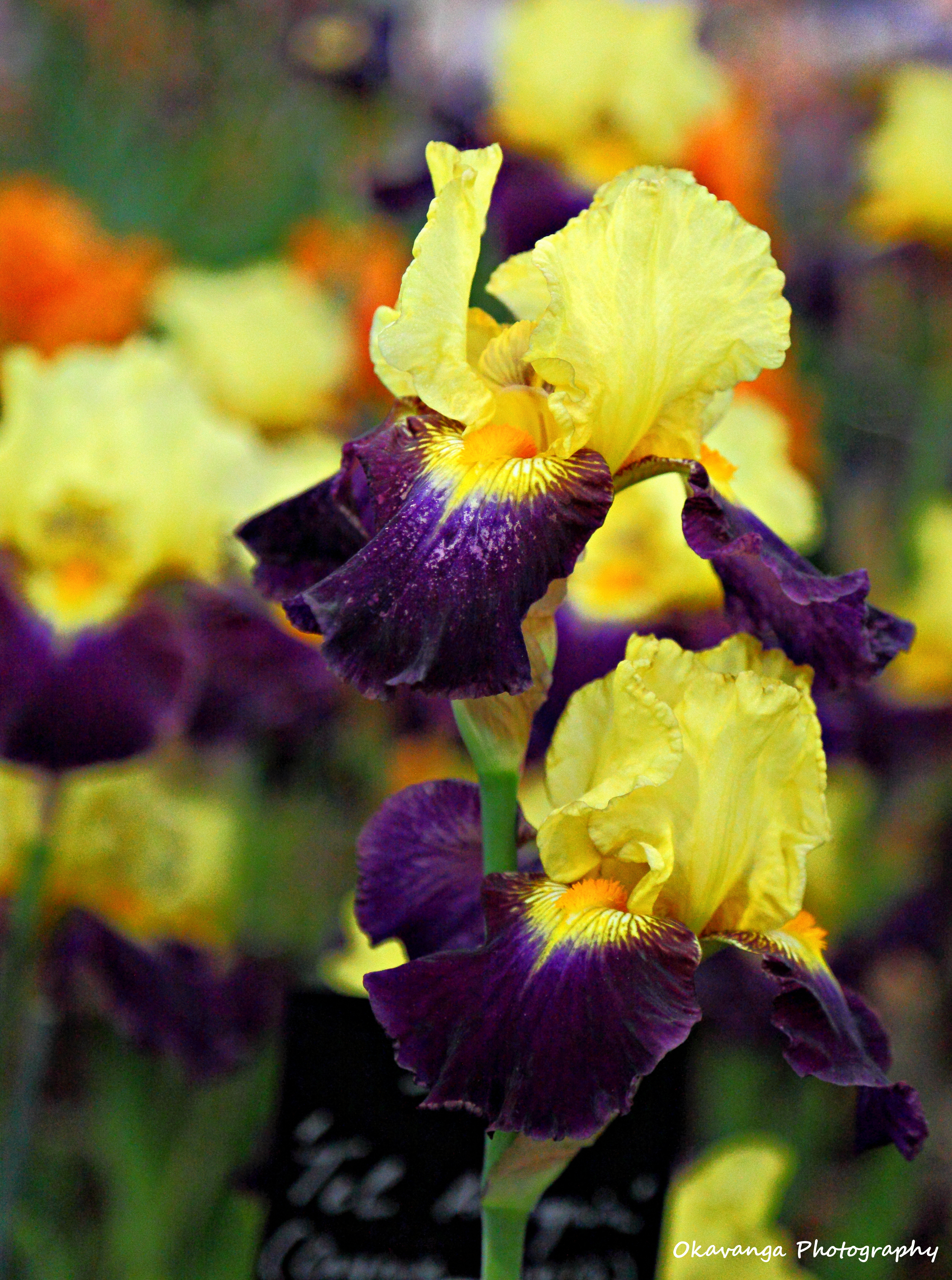 CFS Irises 6