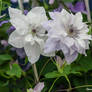 CFS Miscellaneous-6 Clematis