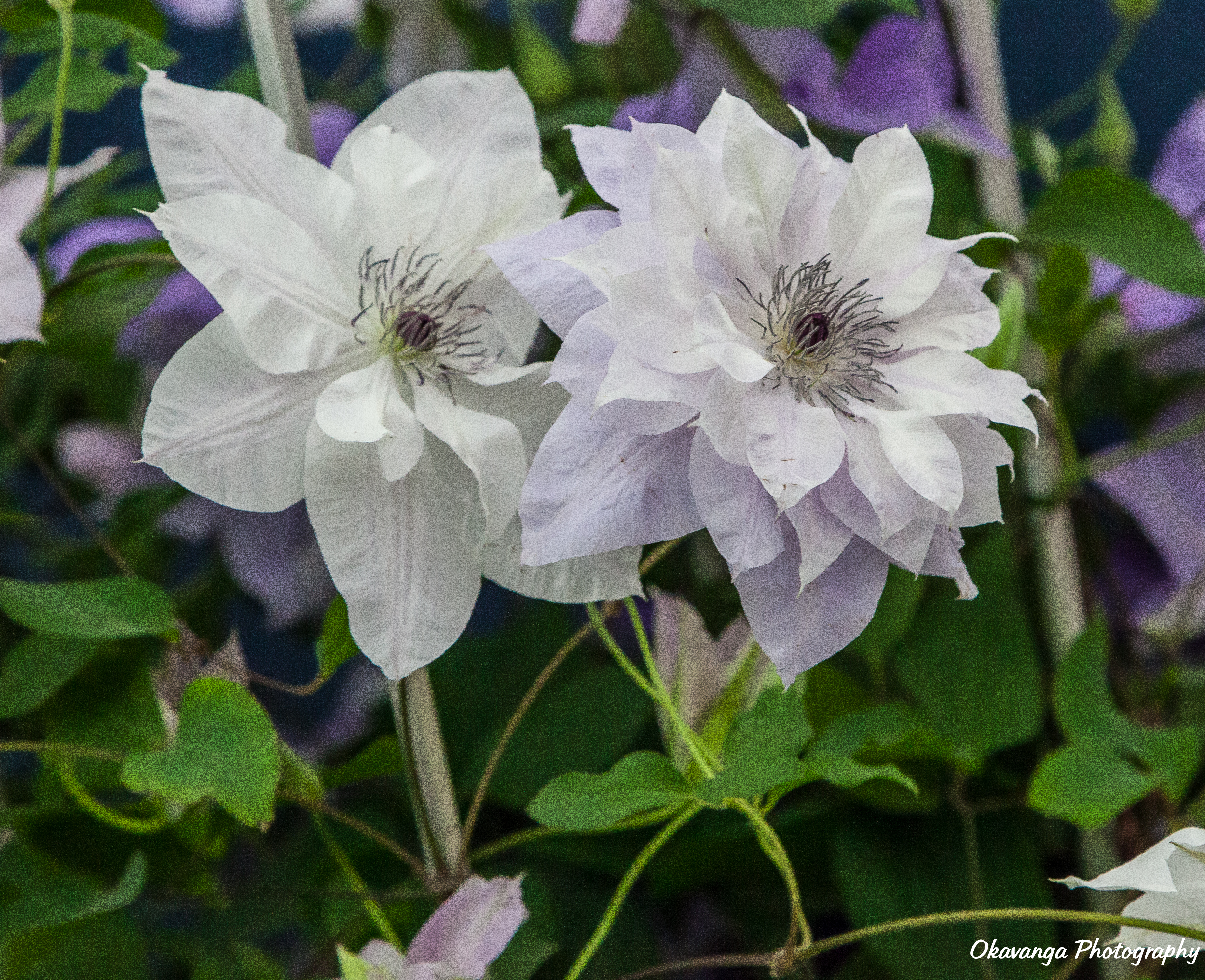 CFS Miscellaneous-6 Clematis