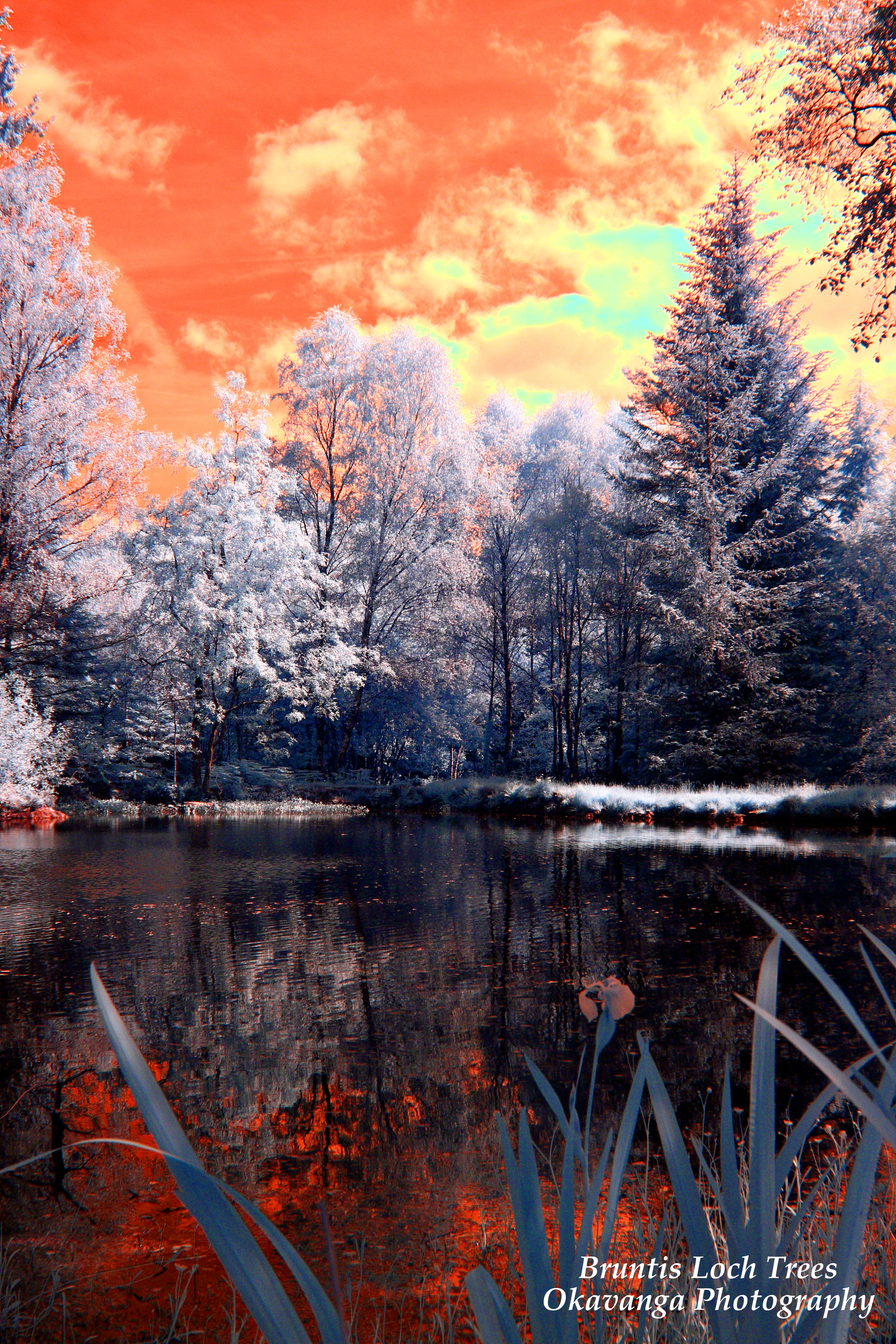 Bruntis Loch Trees