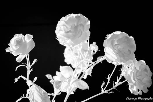 Southwold IR - Roses