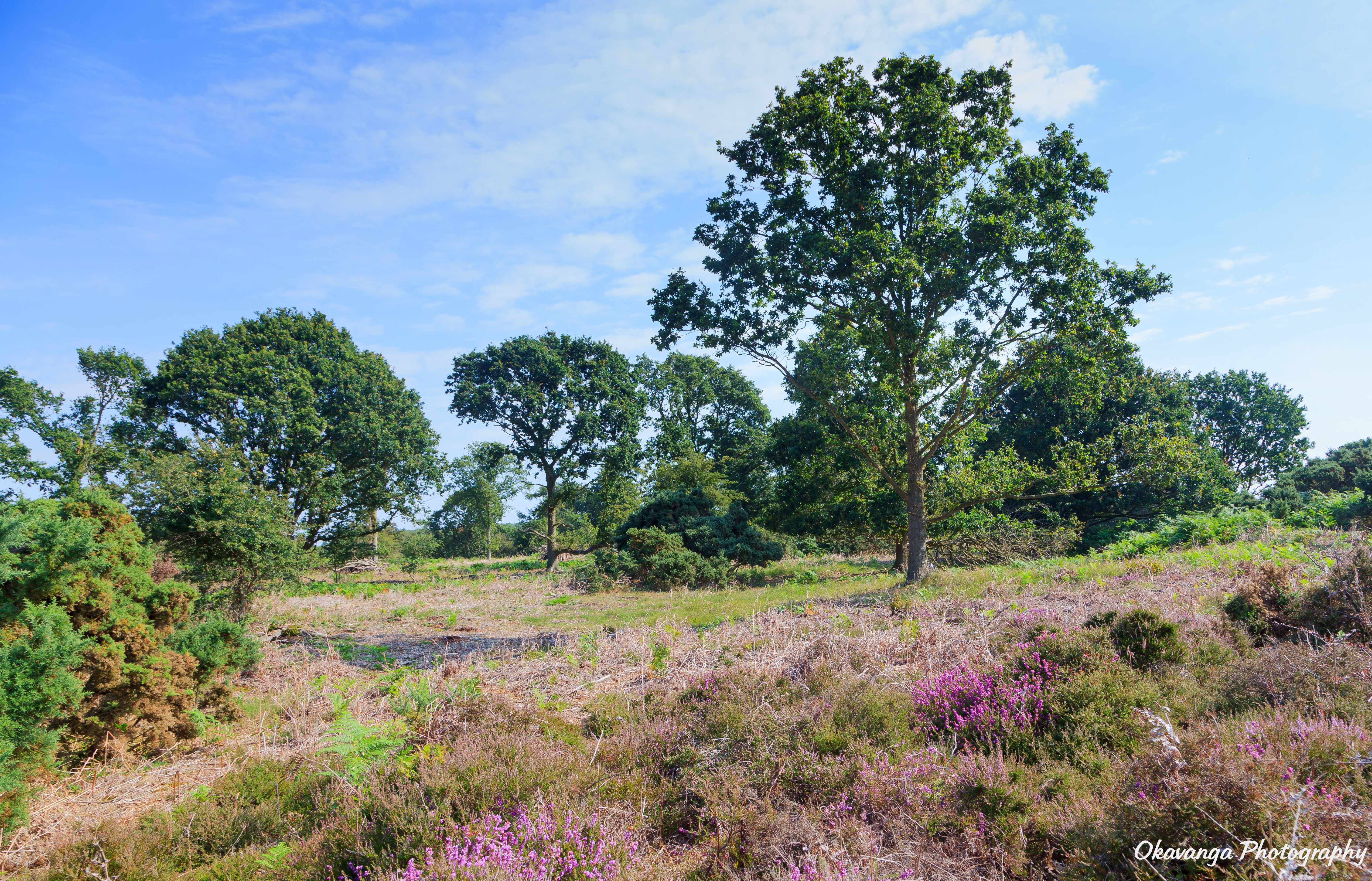 Dunwich Heath 1