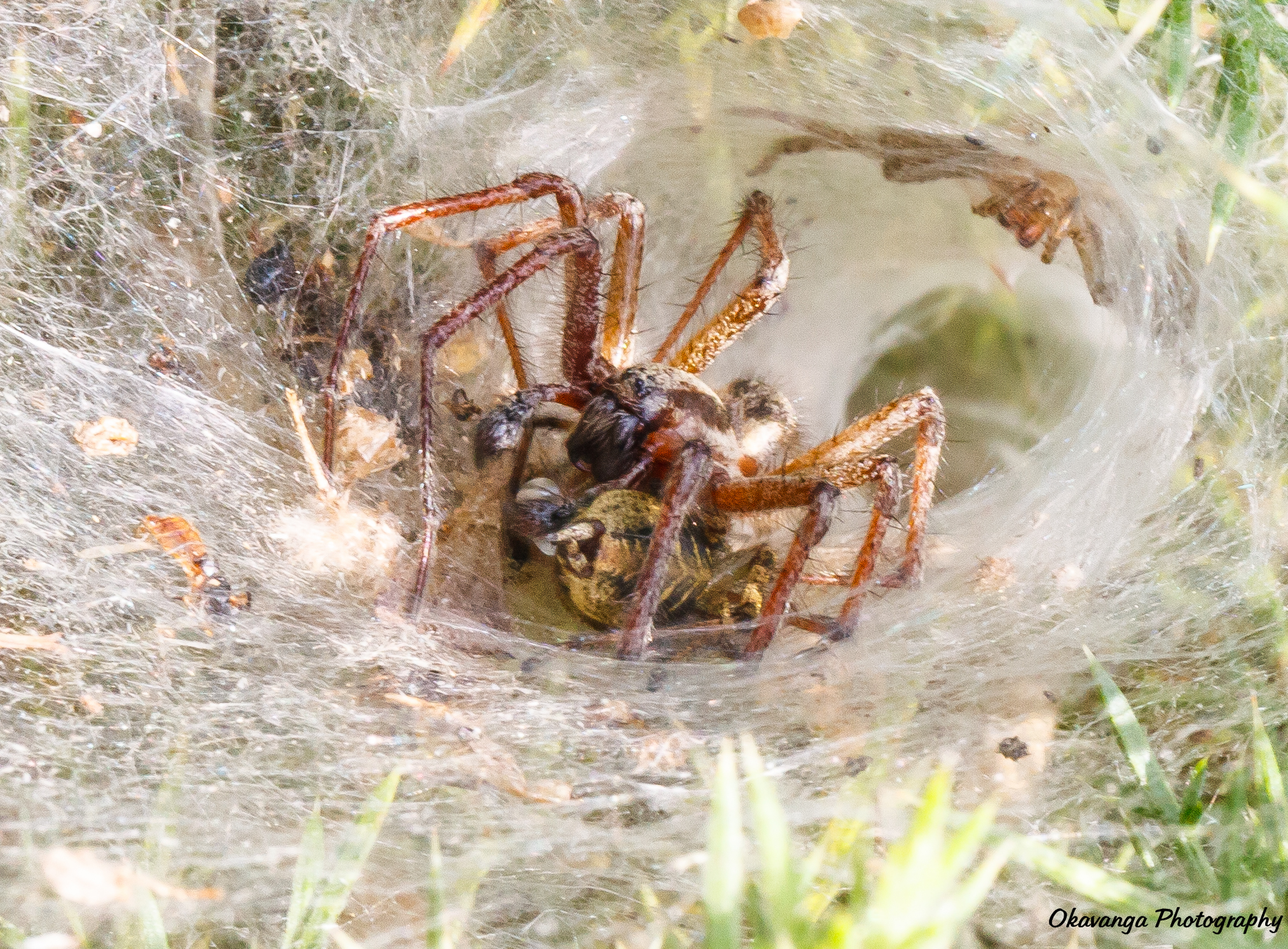 Southwold - Labyrinth Spiders