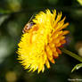 Tatton Park Flowers - Hungry Bee