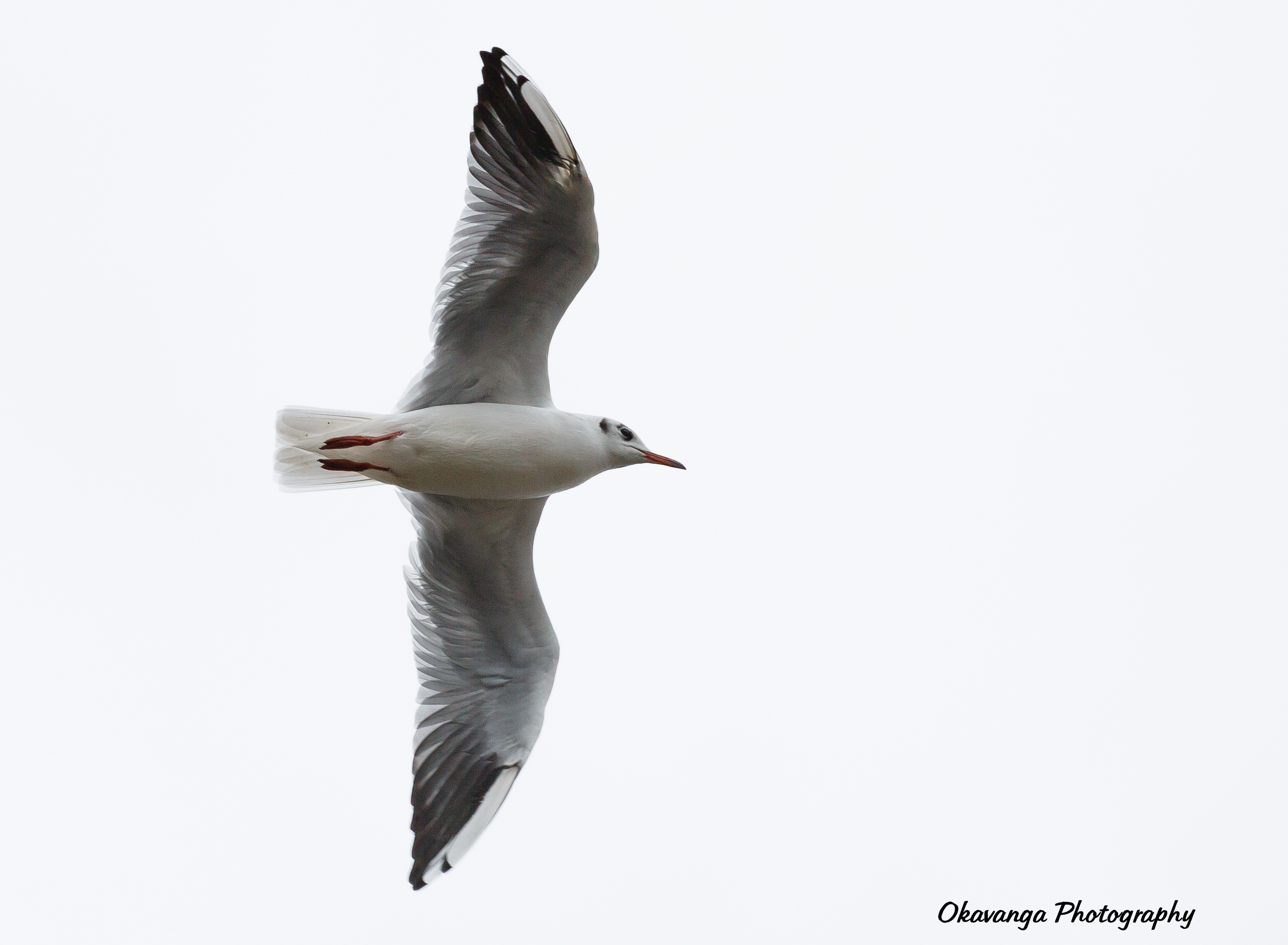 Gulls 5