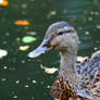 Bramhall Birds - Female Mallard