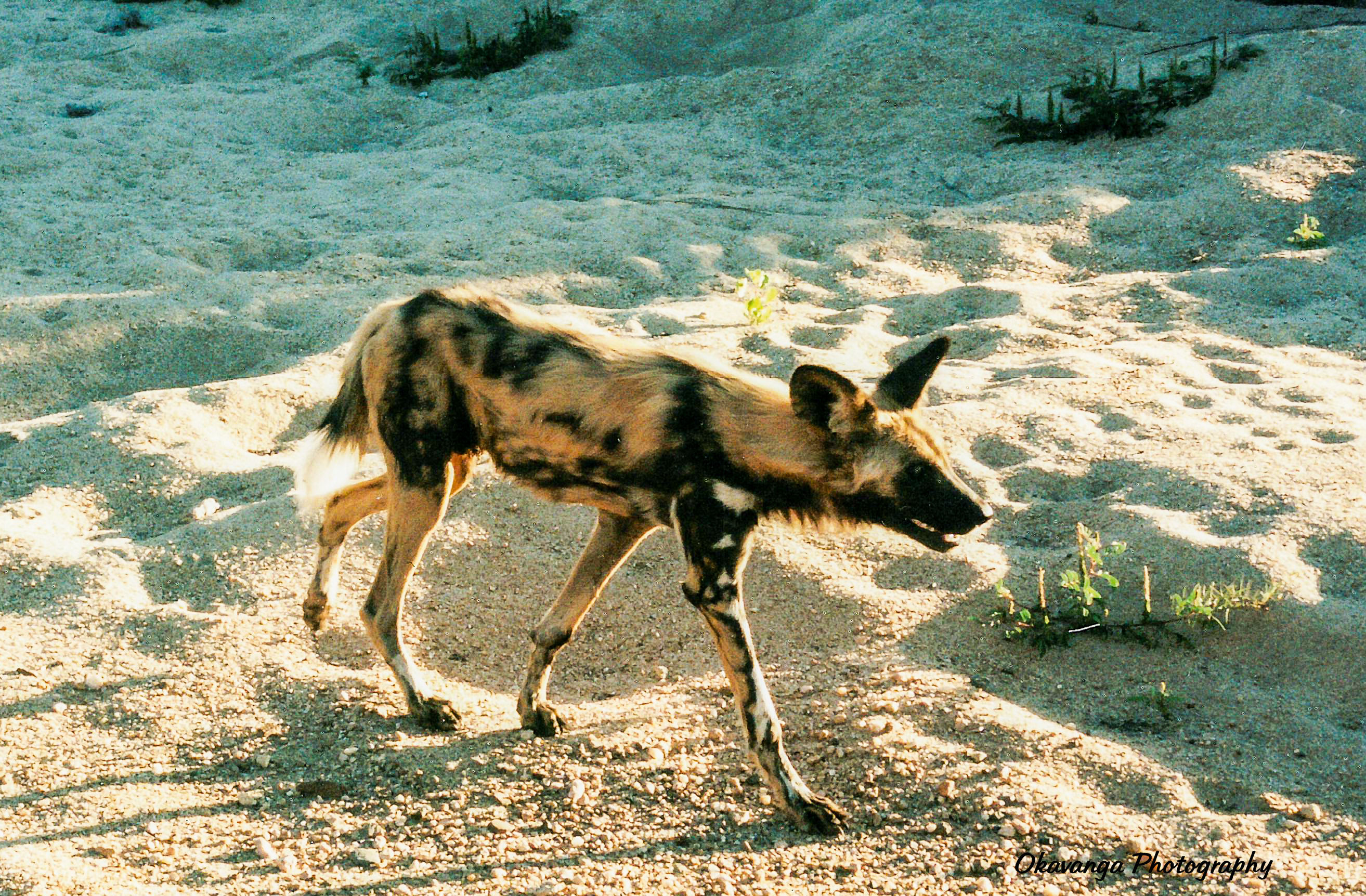 African Wild Dog 1