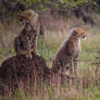 Cheetah Cubs on Lookout