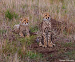 Cheetah Cubs Attention by Okavanga