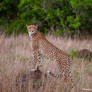 Cheetah Surveying