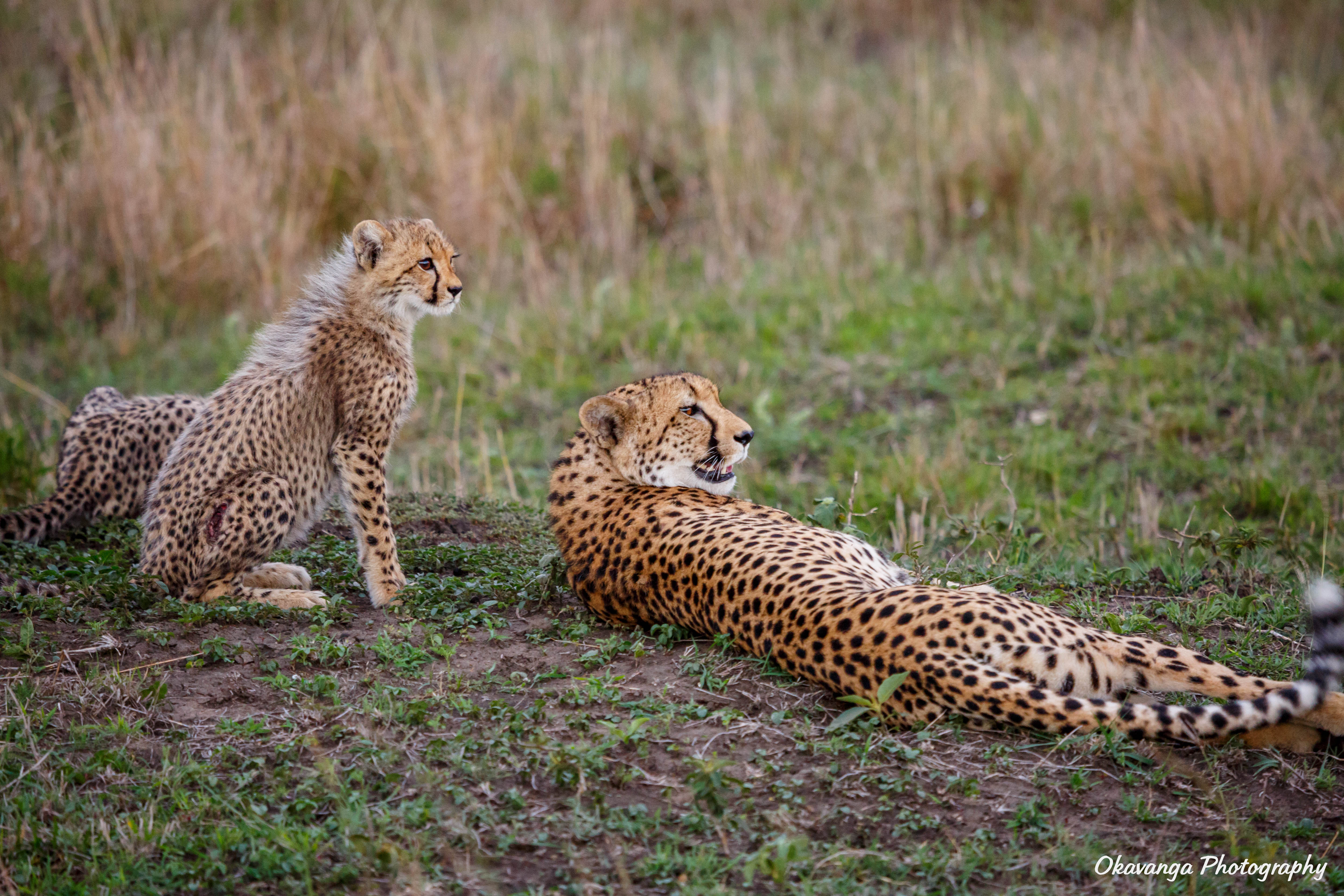 Cheetah Resting