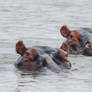 Happy Hippos 3