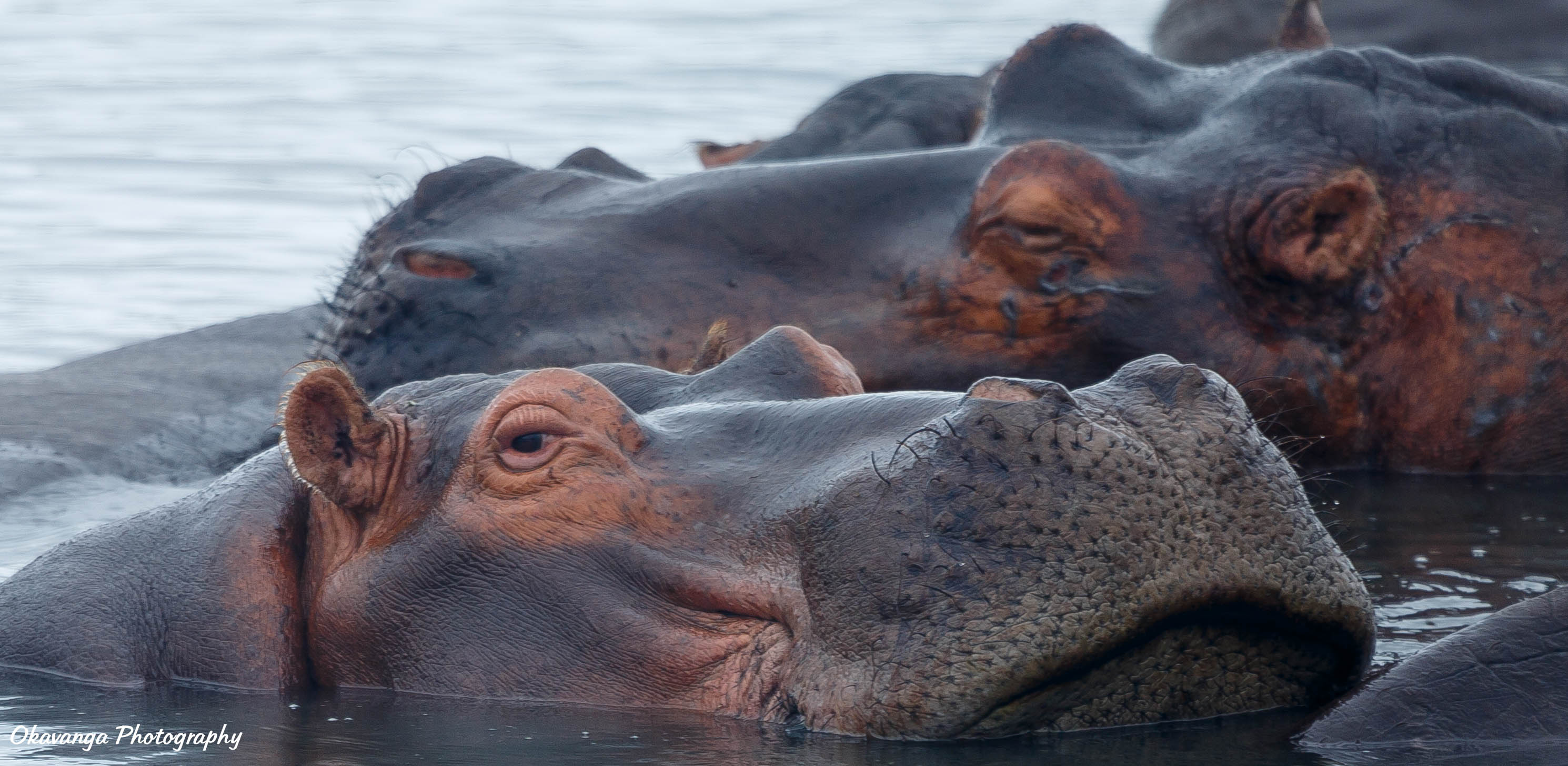 Happy Hippos 4