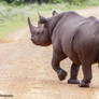 Black Rhino