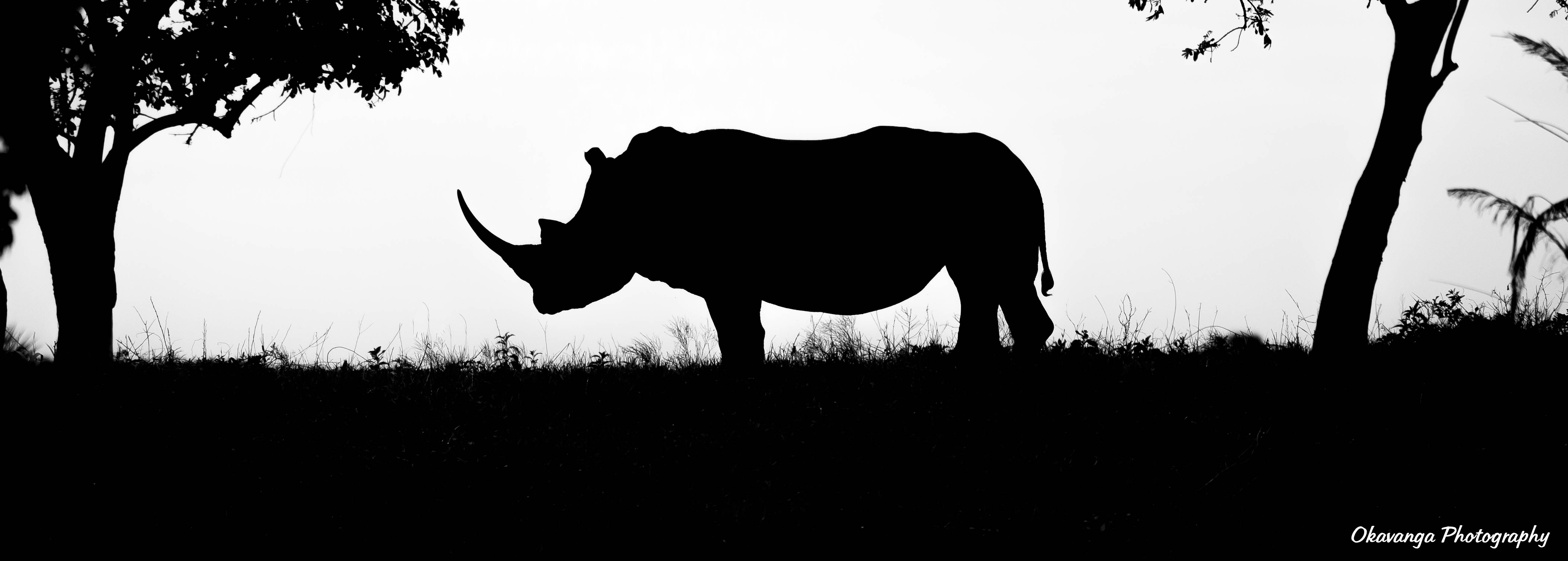 The Iconic Rhino