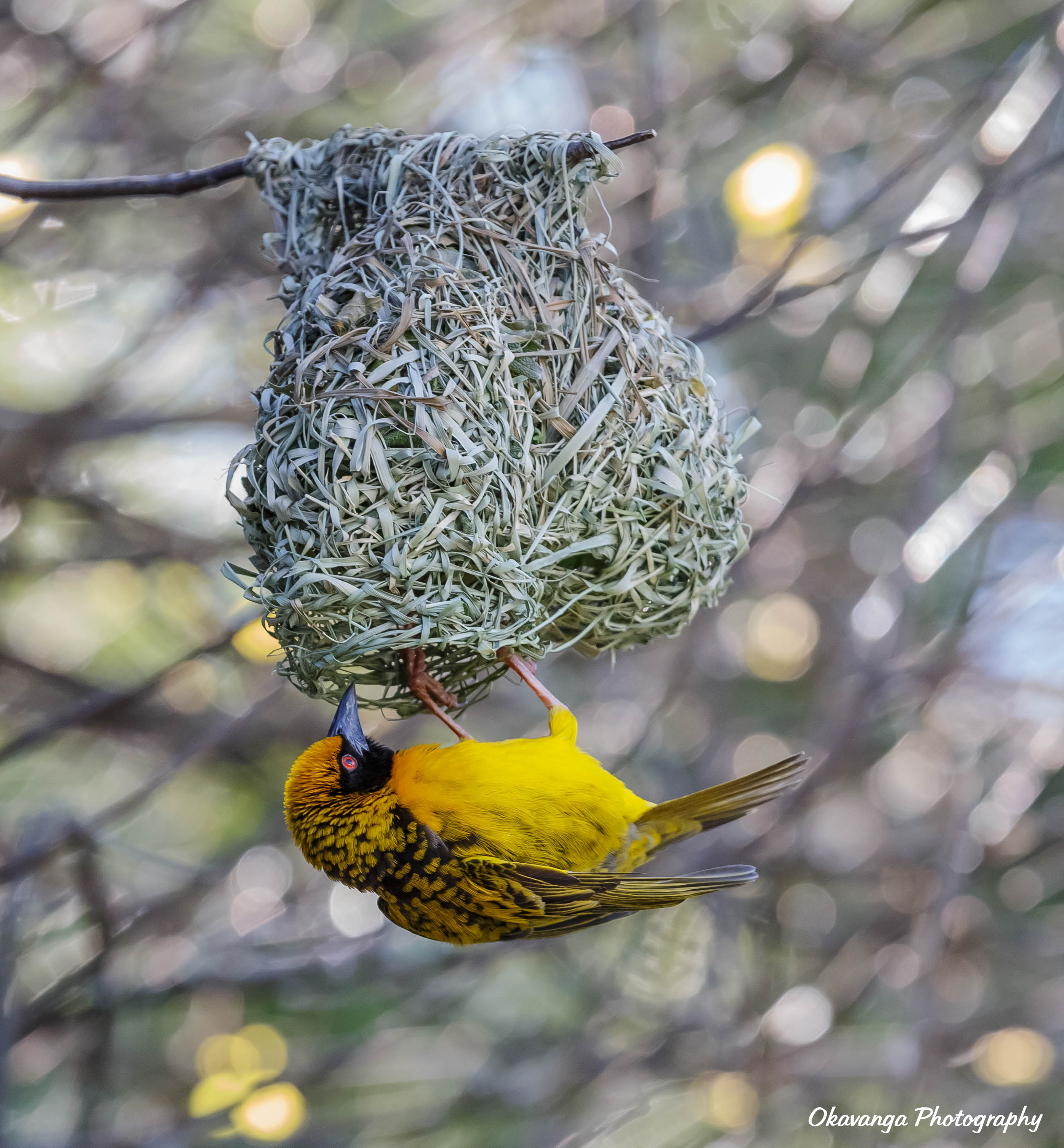 Masked Weaver and Nest