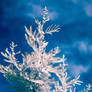 Infrared Wattle Tree Branch