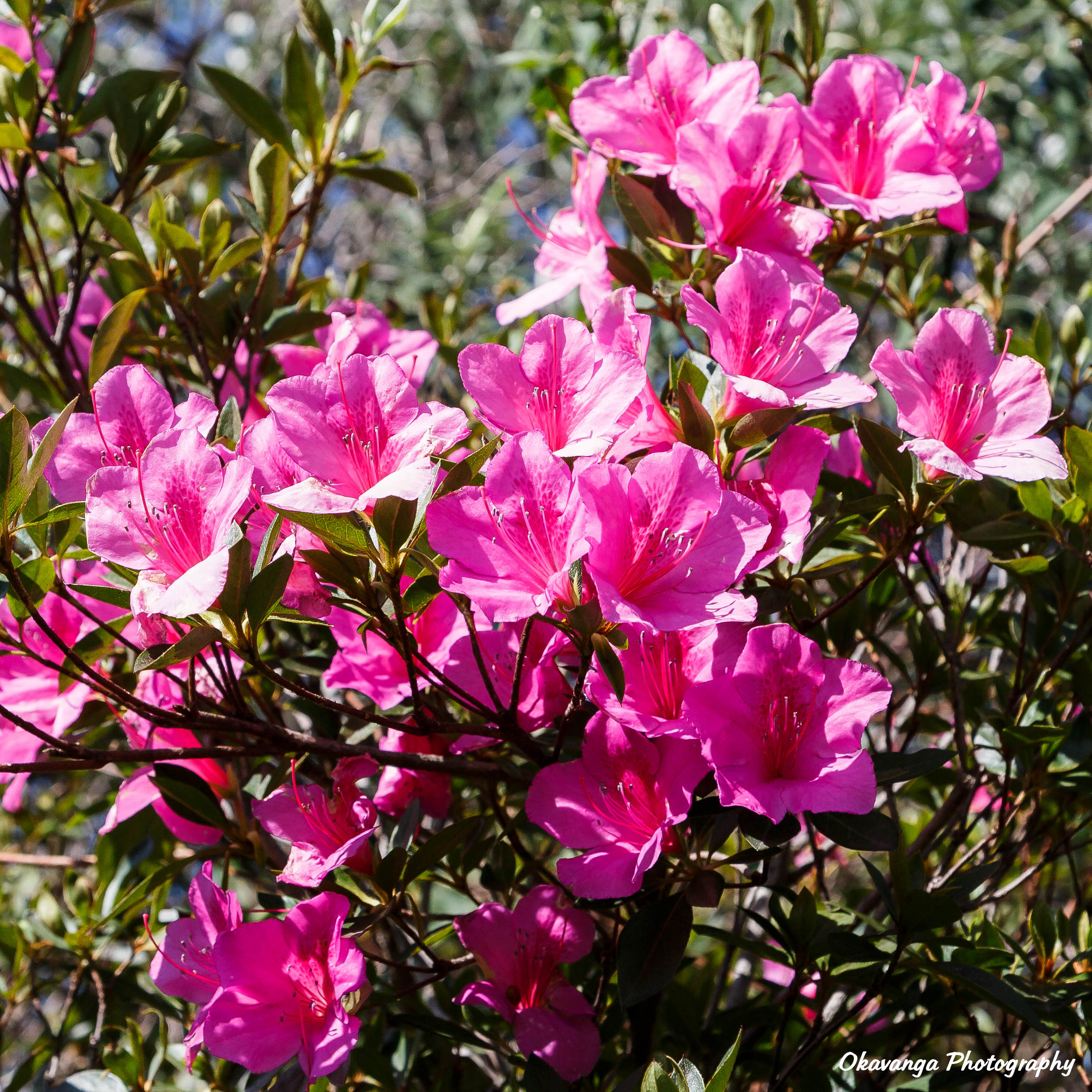 Cleopatra Azalea