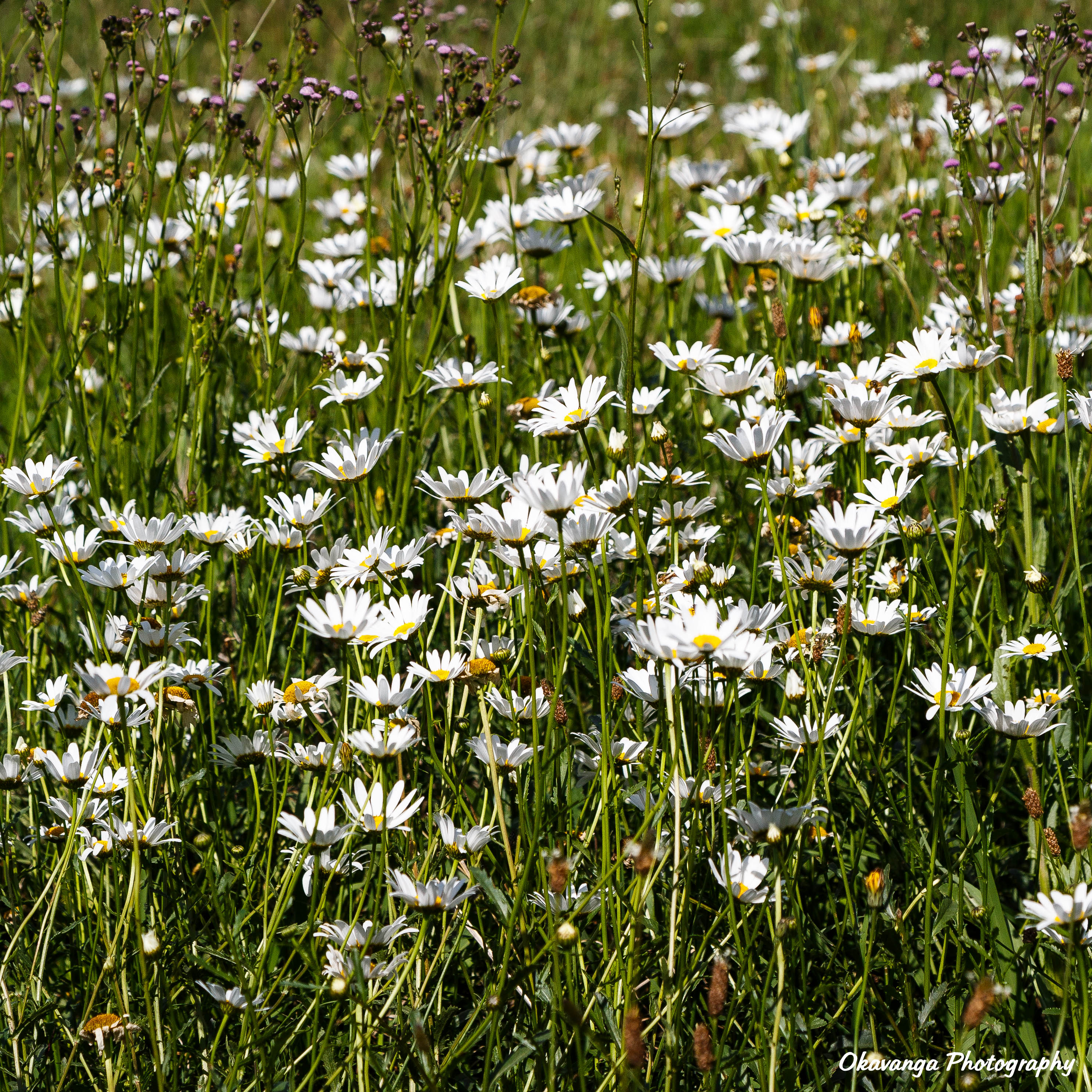 Cleopatra Daisy Field