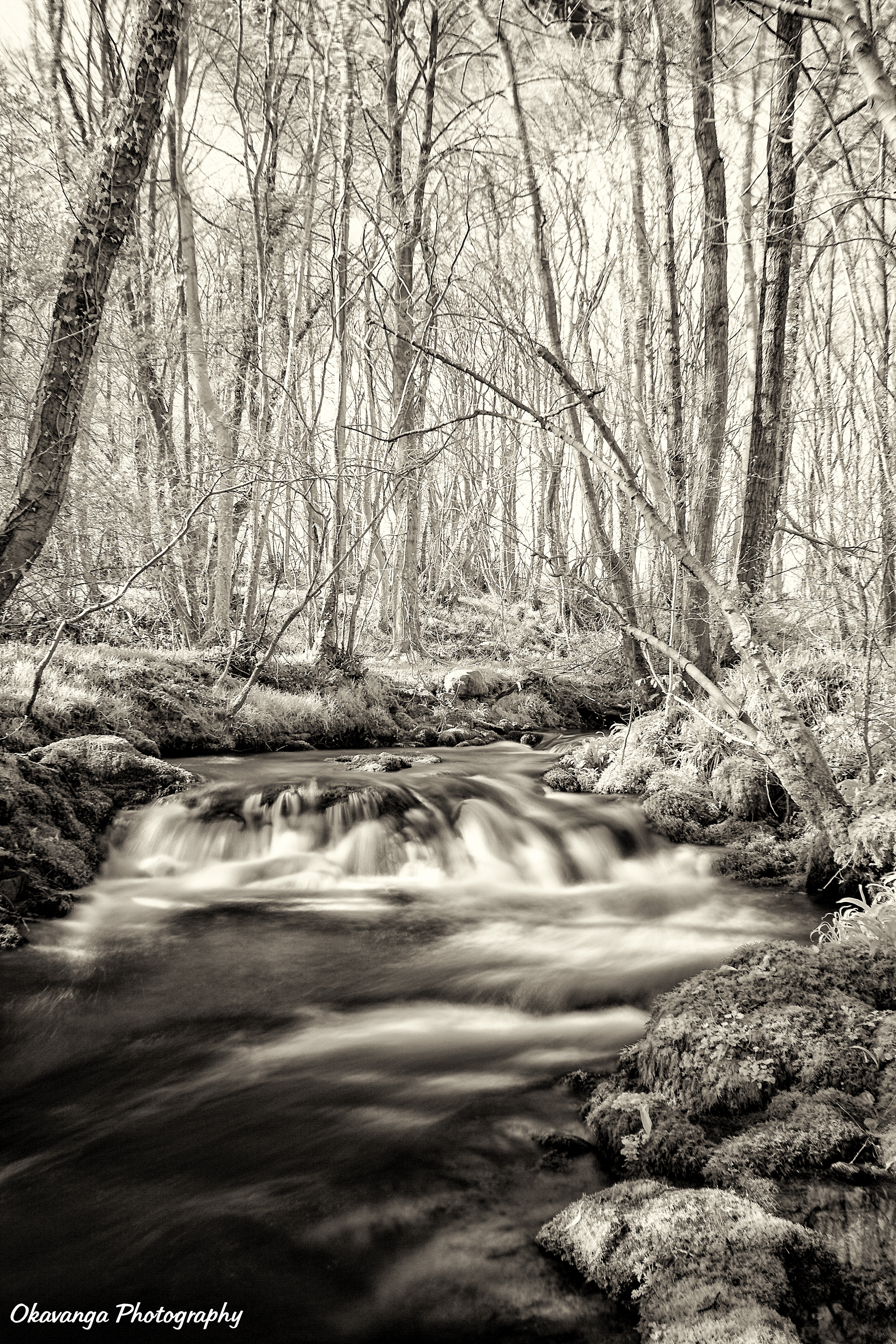 Monochrome - Woodland