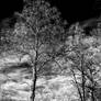 Infrared Trees and Track