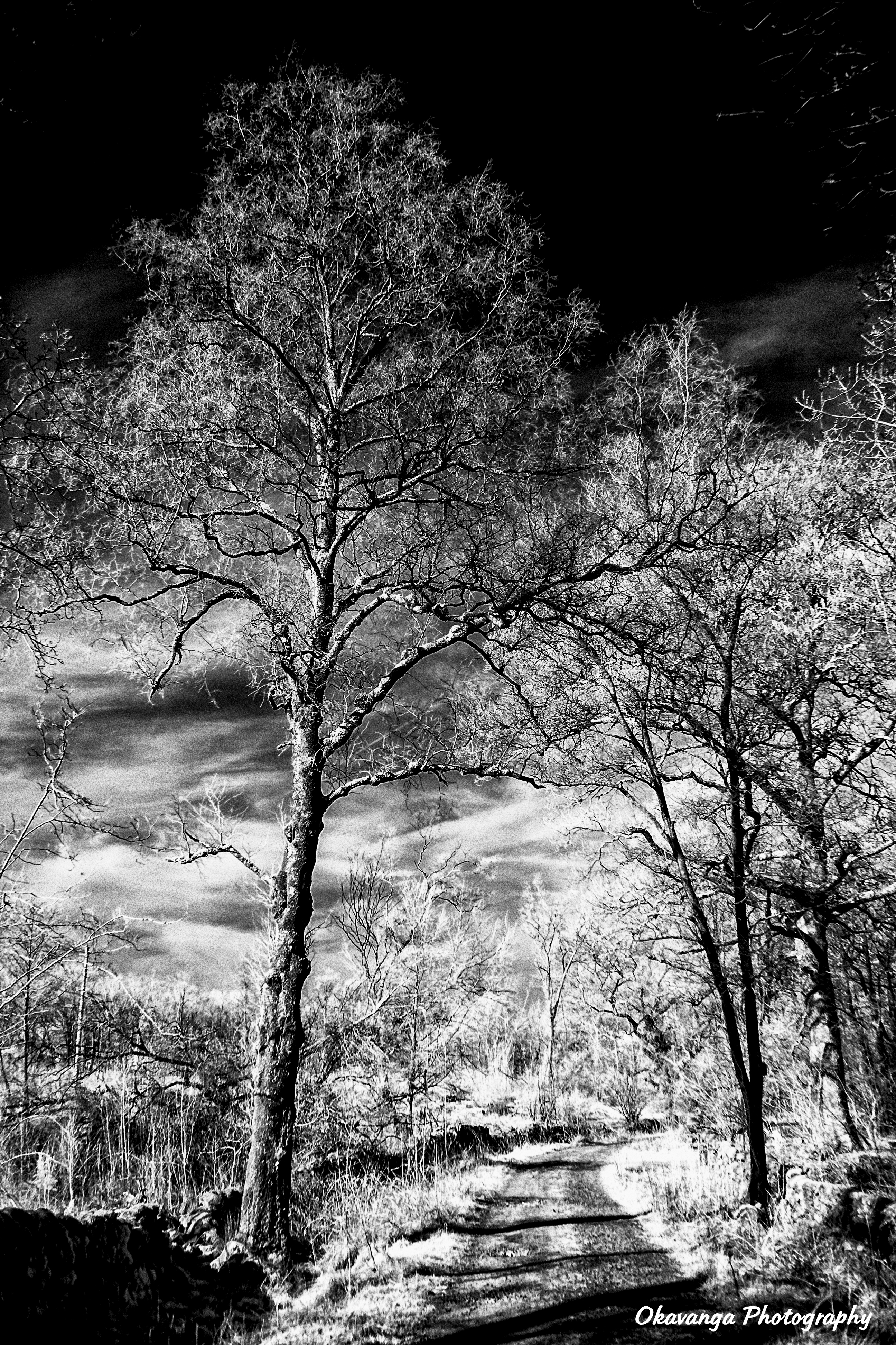 Infrared Trees and Track