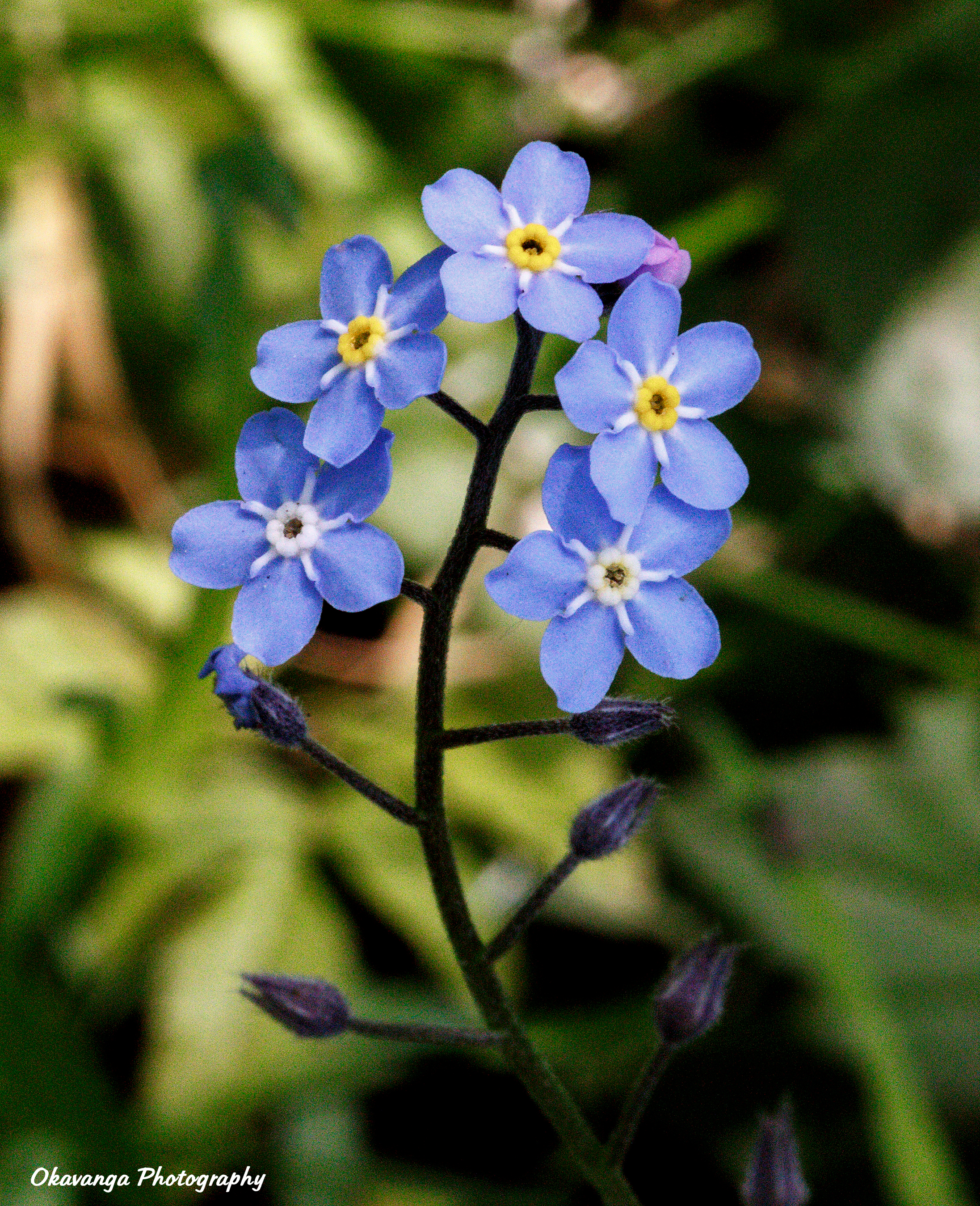 Spring Flowers 2