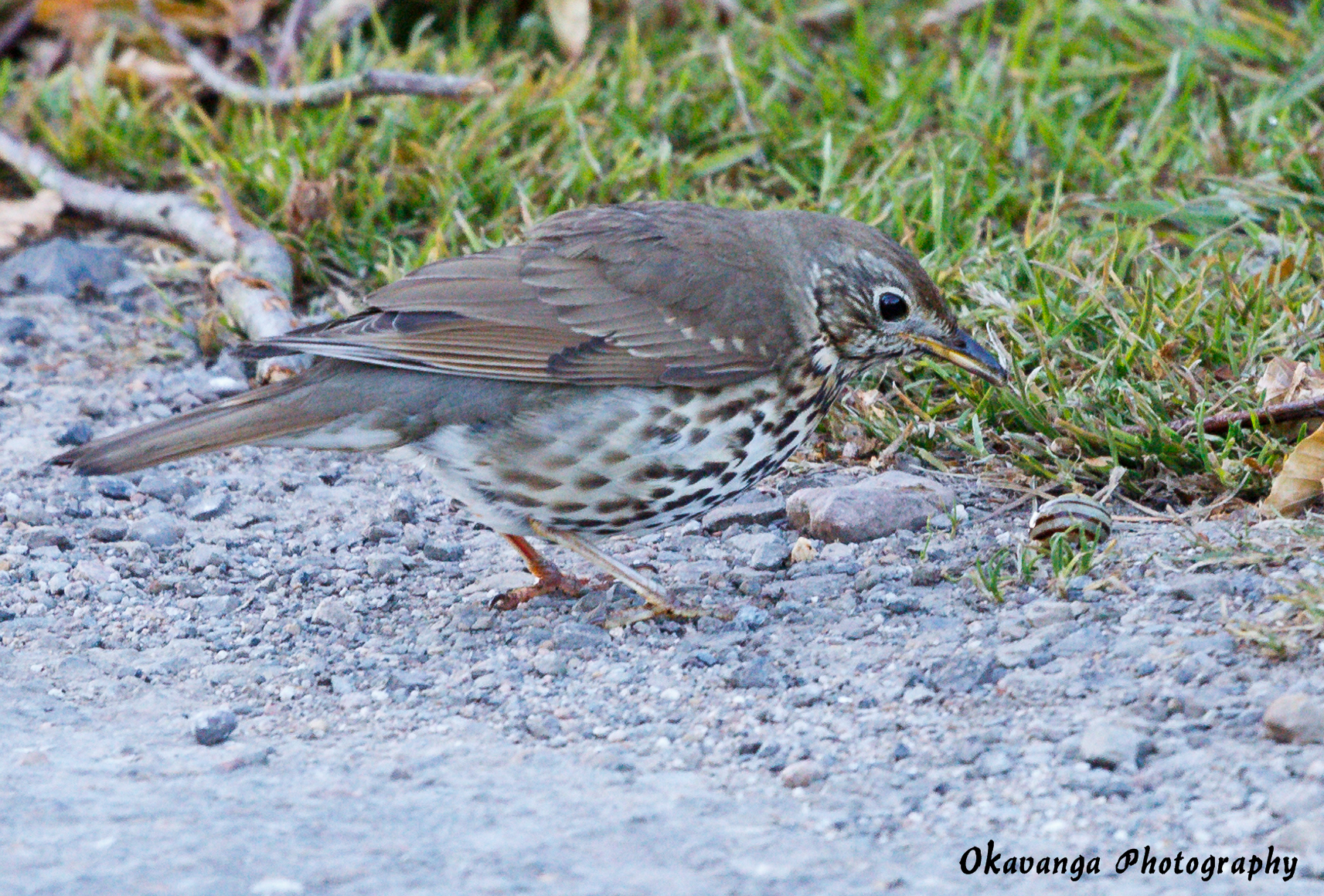 Thrush 2