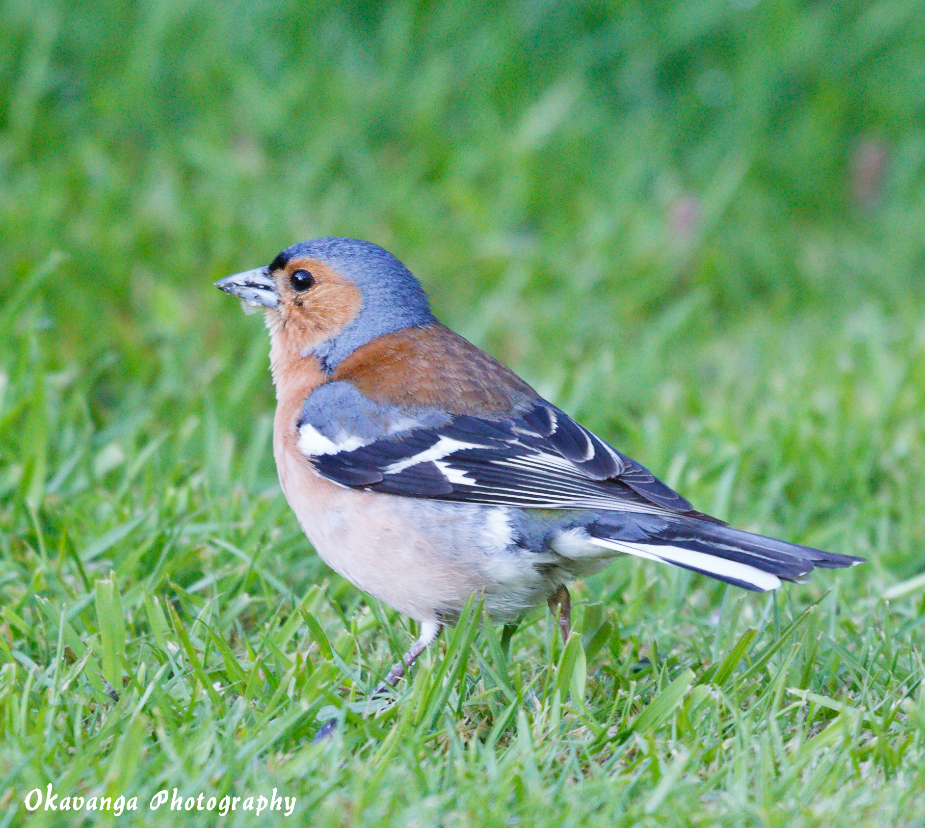 Chaffinch