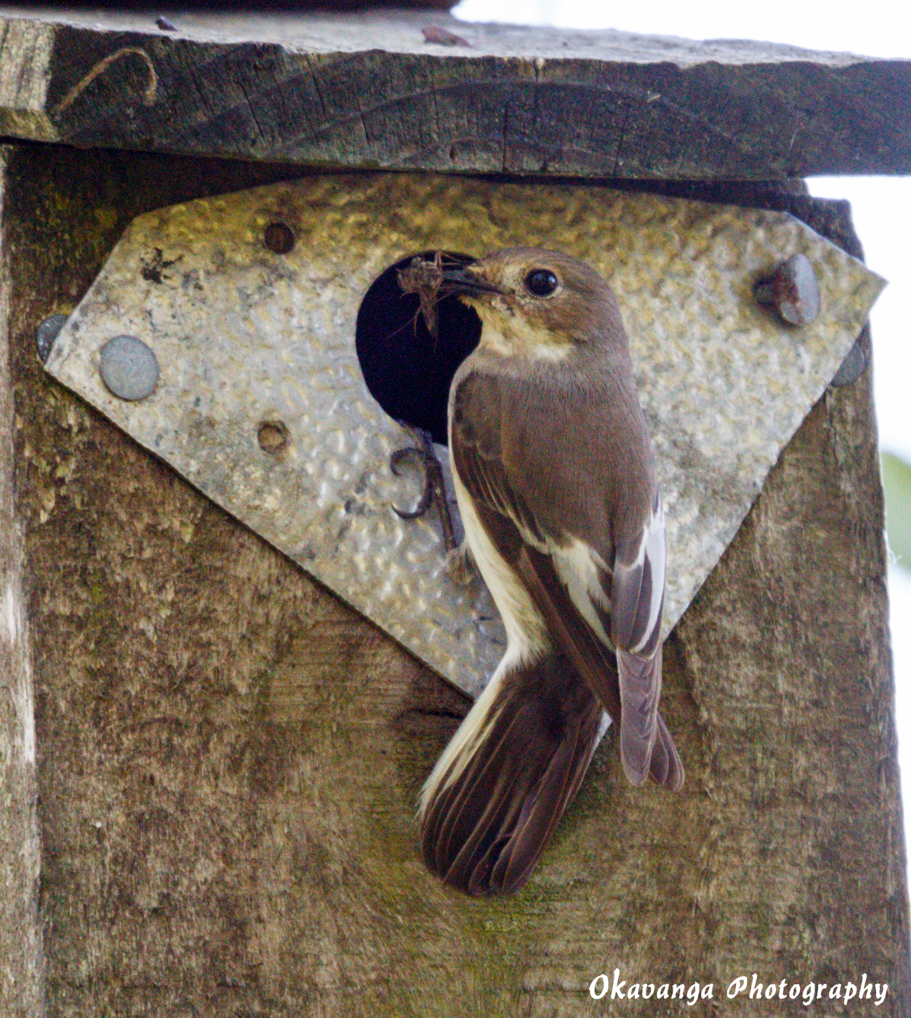 Pied Flycatcher - Female 2