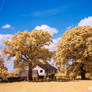 Blue IR - Trees and Cottage