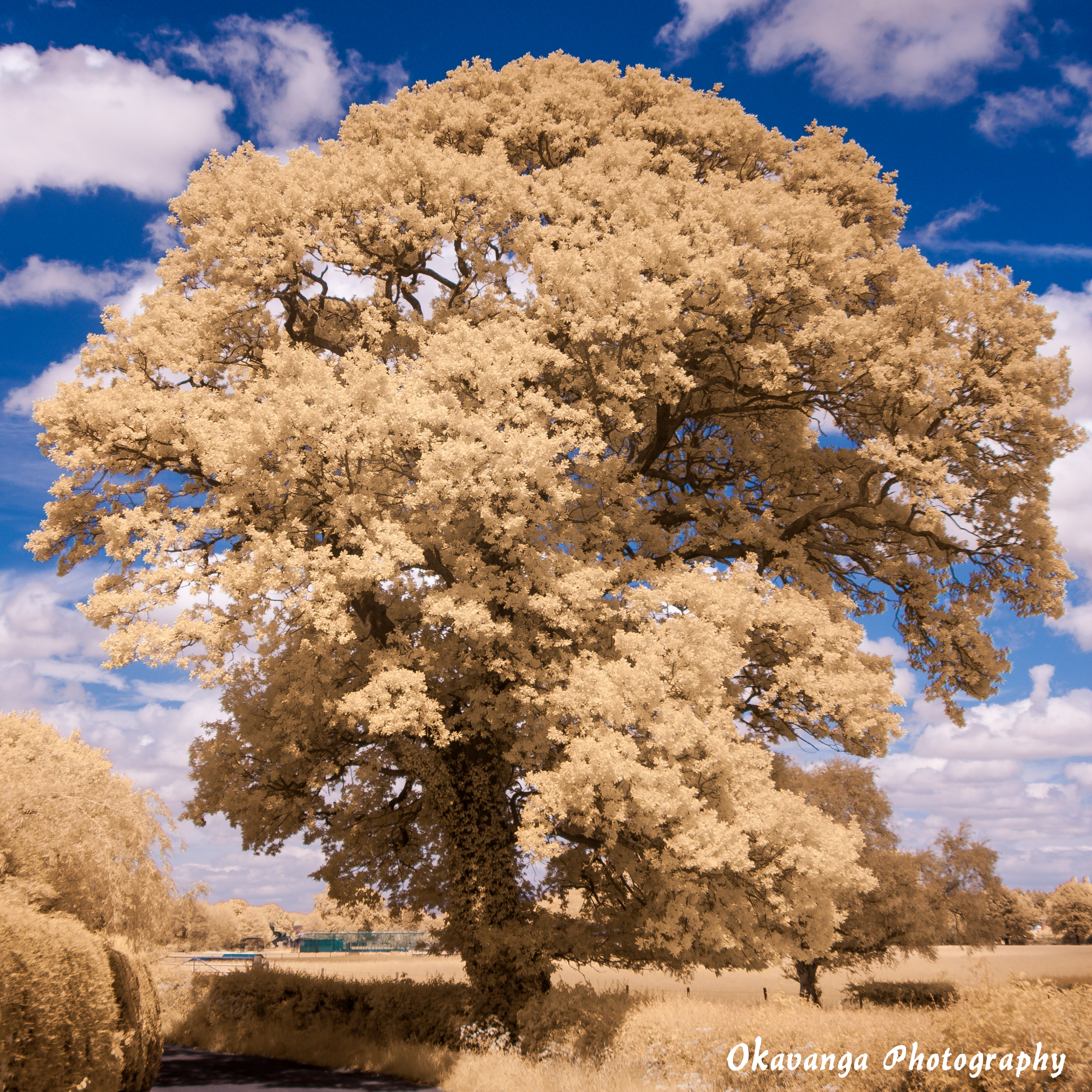 Blue IR - Tree