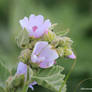 Minsmere - Marsh Mallow