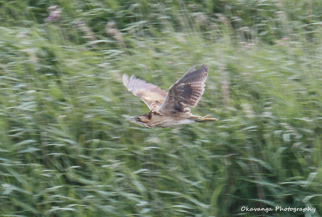 Minsmere - Bittern 1