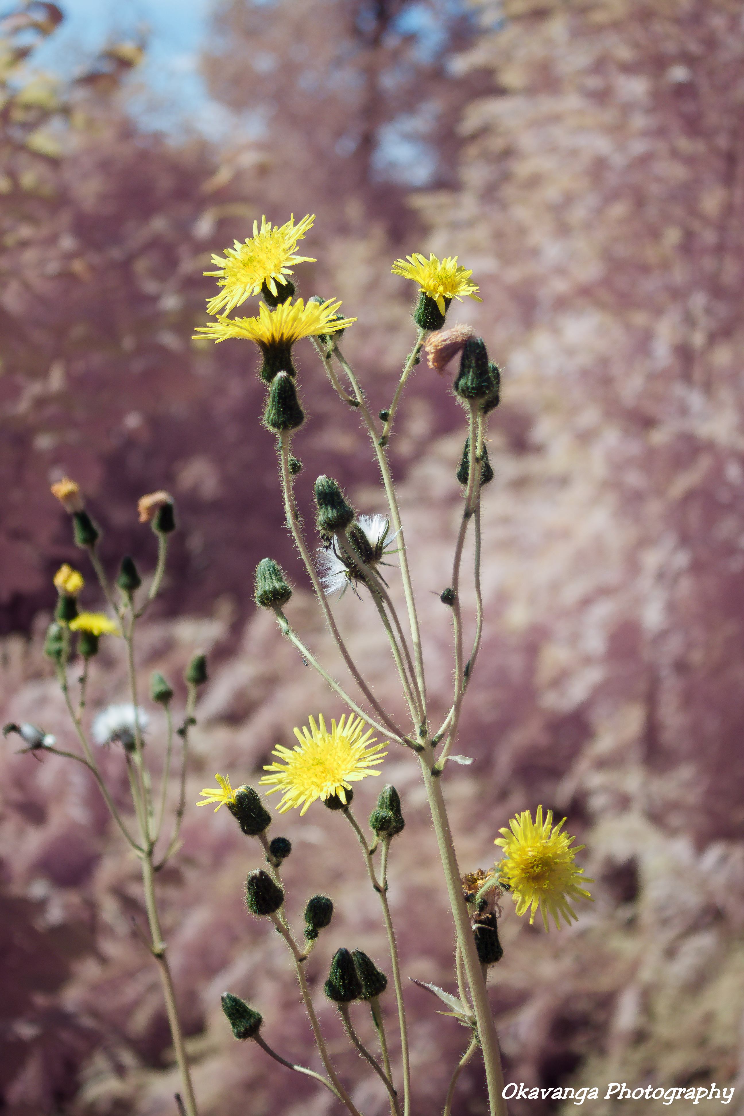 Hawkweed