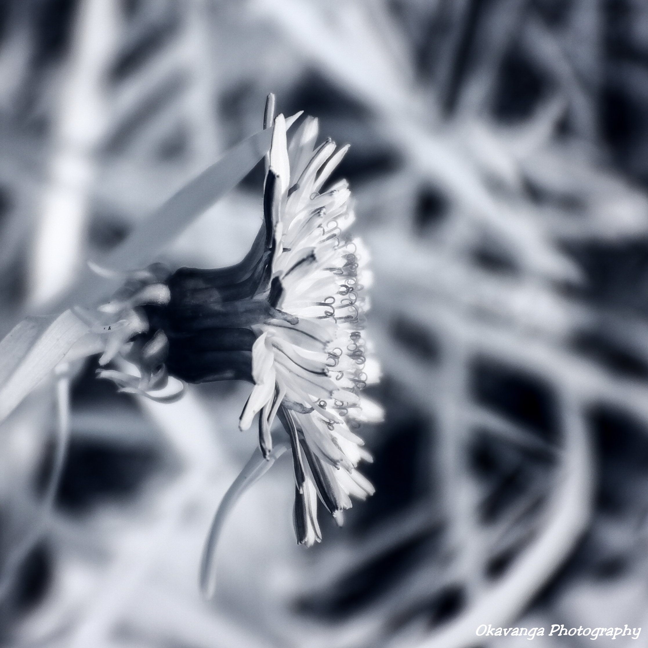 Dandelion Infrared (IR) Composition